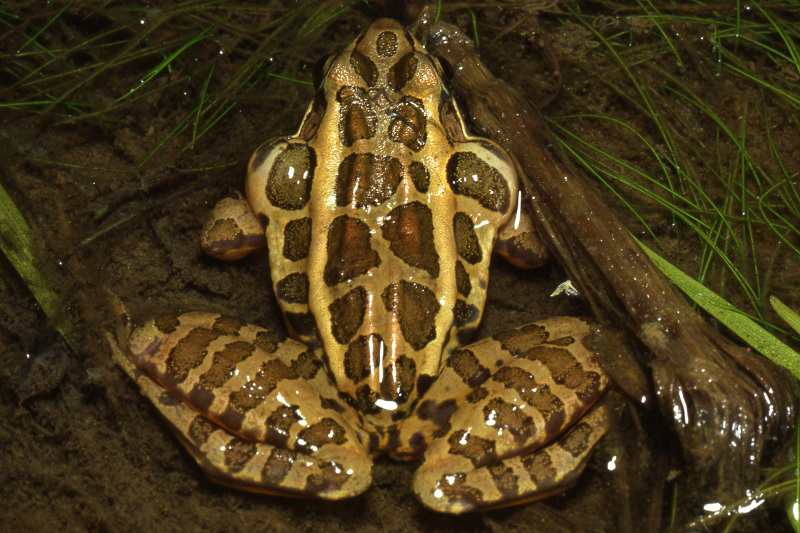 Calling male pickerel frog. Calling male pickerel frog. Credit: Jack Ray